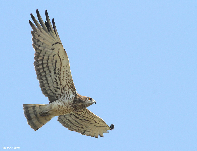   Short Toed Eagle  Circaetus gallicus , the Btecha,Israel,05-07-11.Lior Kislev    